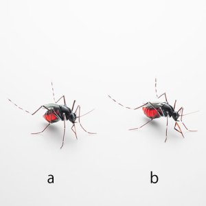 画像6: つのだゆき「ヒトスジシマカ」