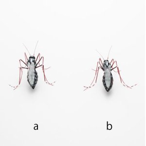 画像3: つのだゆき「ヒトスジシマカ」