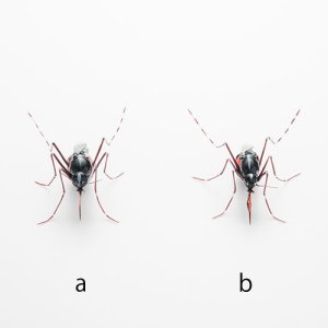 画像7: つのだゆき「ヒトスジシマカ」