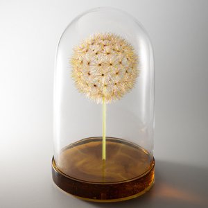 画像1: 多田えり佳「はじまりの標本-綿毛玉-」※発送不可、受取りは手渡しのみ可能