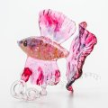 網野篤子「Betta Pink Halfmoon」※発送不可、受取りは手渡しのみ可能