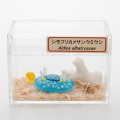 小倉わかな　「ケース入　シモフリカメサンウミウシ」