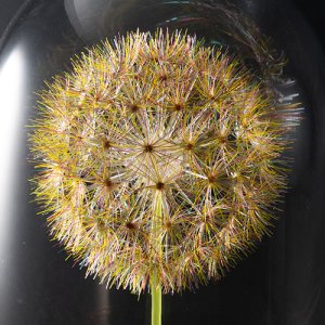 画像5: 多田えり佳「はじまりの標本-綿毛玉-」※発送不可、受取りは手渡しのみ可能