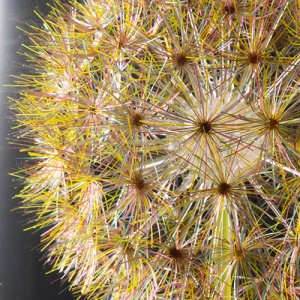 画像7: 多田えり佳「はじまりの標本-綿毛玉-」※発送不可、受取りは手渡しのみ可能