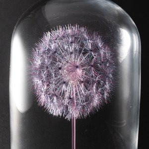 画像5: 多田えり佳「はじまりの標本-綿毛玉-」※発送不可、受取りは手渡しのみ可能