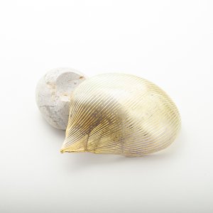 画像5: 田上惠美子「散華　香合、石：親不知海岸」