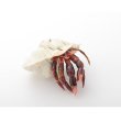 画像1: Vittorio Costantin　「Hermit crab」 (1)